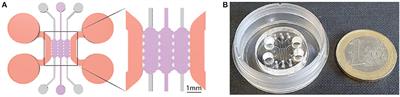 Primary Human Osteoblasts Cultured in a 3D Microenvironment Create a Unique Representative Model of Their Differentiation Into Osteocytes